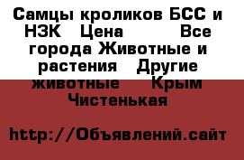 Самцы кроликов БСС и НЗК › Цена ­ 400 - Все города Животные и растения » Другие животные   . Крым,Чистенькая